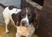 Sprocker puppies