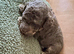 Cockapoo Puppies