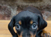 Last Mini Dachshund Boy