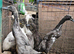 Indian Runner Ducks