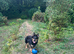 German Shepherd female