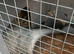 Male Lionhead rabbit and male lop rabbit