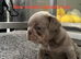 2 stunning french bulldog boys