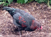 Black copper Maran type cockerel