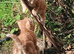 FRIENDLY FARM REARED GINGER KITTENS