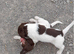 Gorgeous English Springer Spaniel Puppies
