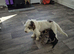 Last 2 available Jack Russell X Chihuahua pups