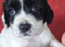 Kc cocker spaniel puppies