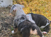 EXCEPTIONAL OLDE ENGLISH BULLDOG PUPPIES