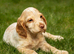 Working cocker spaniel boys