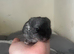 Beautiful Black Ebony Boy &ndash; Last One Remaining!