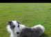 Male lurcher