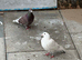 Stock birds