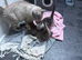2 boys left British /birman kittens