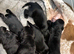 Speingador puppies