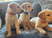 Beautiful Labrador retriever puppies