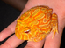Stunning Strawberry Pacman Frog (Horned Frog) - Healthy & Feeding Well