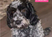 F1B Cockapoo Puppies
