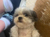 Shihtzu girl 2 years