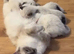 4 boy ragdolls