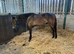 yearling colt connemara, brown/ chocolate dun