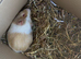 Make guinea pig