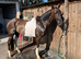 Georgie Snow pacing Horse