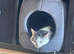 Cats for rehoming