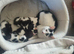 5 white and black kittens