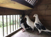 3 Jan Arden cocks