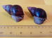 ADULT PAIR GIANT AFRICAN LAND SNAILS