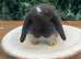 Pure Bred (7 w old) Mini Lop Babies