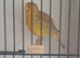 Fife canaries
