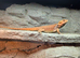 Red/Orange. Bearded Dragon