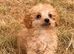 Toy poodle x miniature poodle