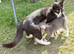 Kittens mixed breed