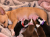 Chihuahua puppies