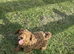 Cavapoo puppy