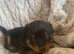 Big chunky litter of 9 Rottweiler puppies