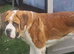 St Bernard boy for sale