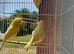 Proving Breeding pair Norwich canary