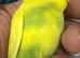 Budgies 3-4 months old.
