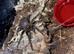 X4 phormictopus auratus tarantula Unsexed with set ups