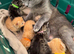 BEAUTIFUL KITTENS TO RESERVE