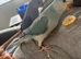 Hand-Reared Indian Blue Cleartail Ringneck