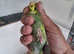 Budgies