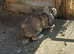 French lop buck rabbit for sale