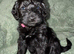 Cockapoo puppies. Various colours Ready to leave