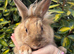 Lionhead Doe