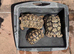 Breeding pair Leopard tortoises